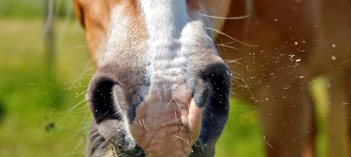 A close up of a horse with nasal discharge snorting and droplets in the air