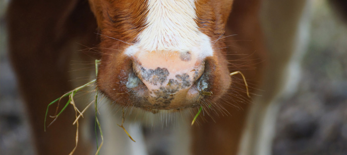 A close up a cow with white nasal discharge present in each nostril