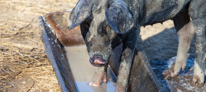 A black pig standing in a feed trough with water in the bottom